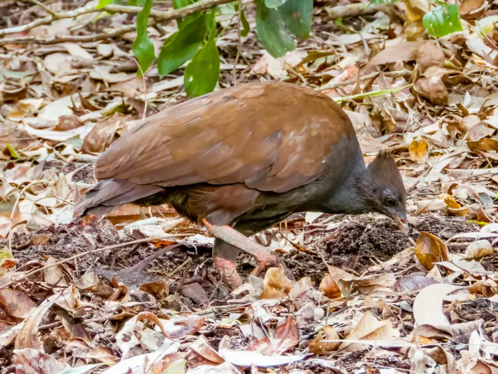 Orange Footed Scrubfowl Image 