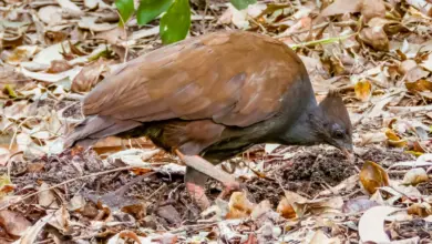 Orange Footed Scrubfowl Image
