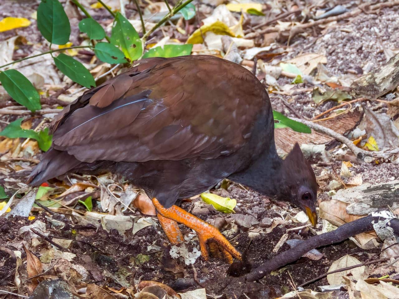 Orange Footed Scrubfowl In Queensland Looking For Food