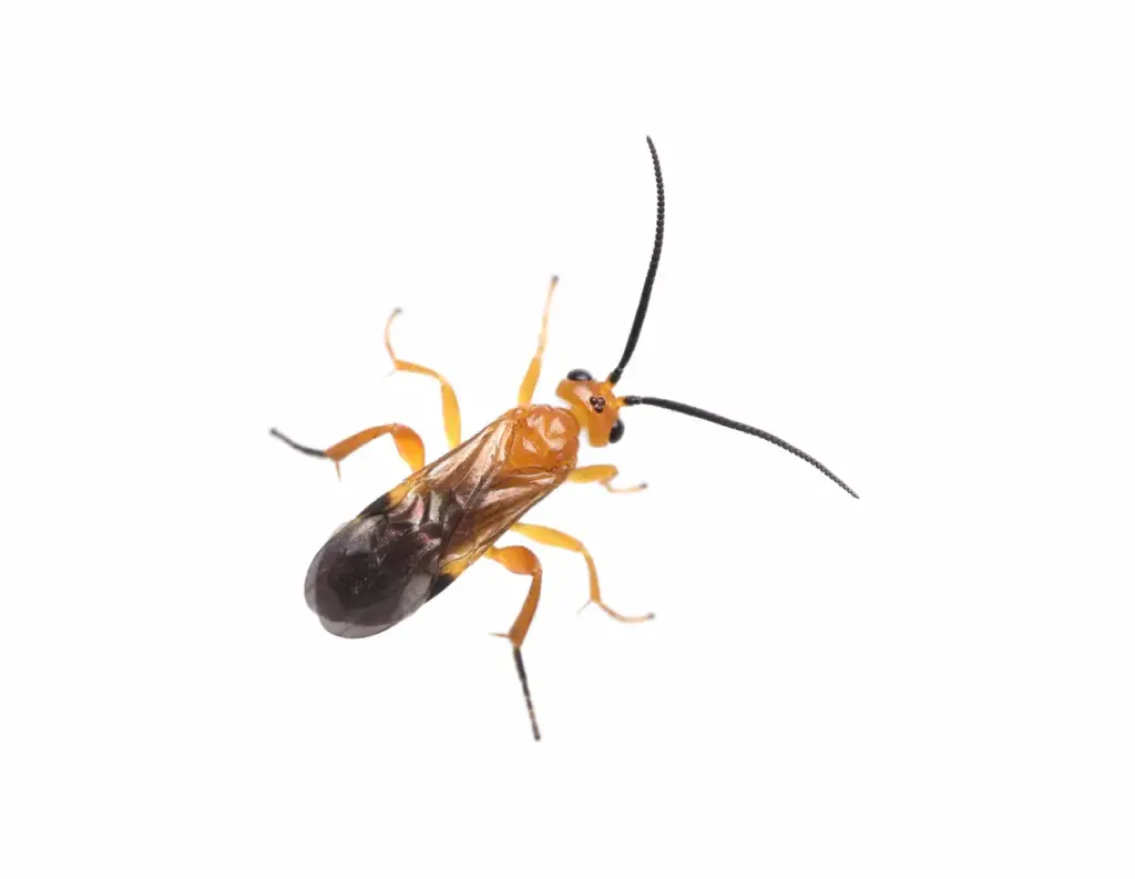 A Tiny Orange Parasitoid Wasp
