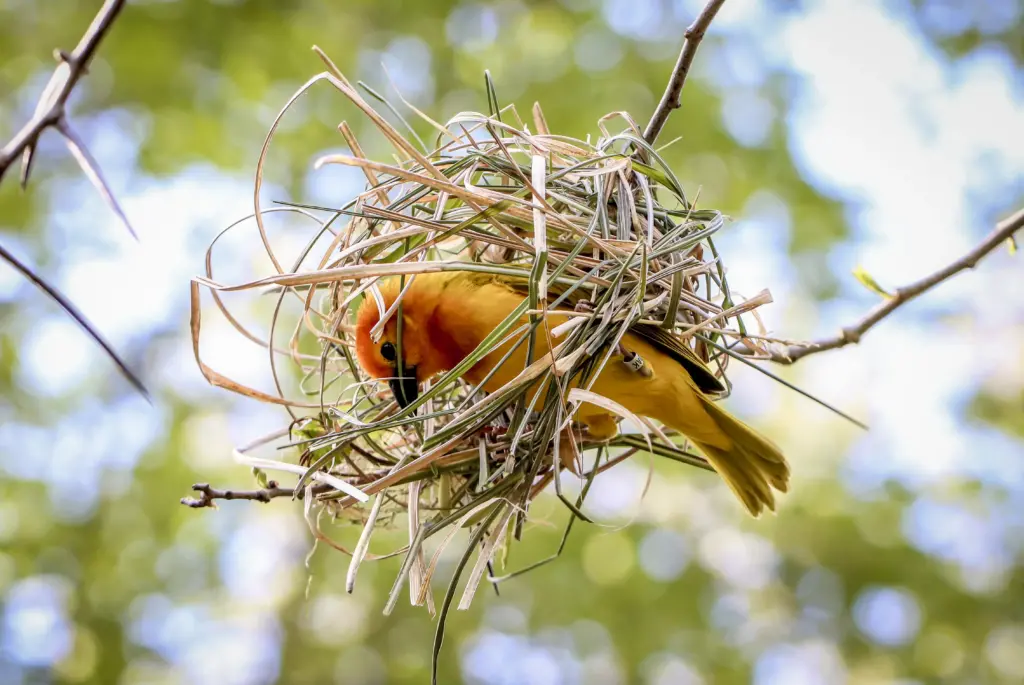 Orange Weavers Weaving a Nest