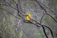 The Orange Weavers Perched Into The Woods