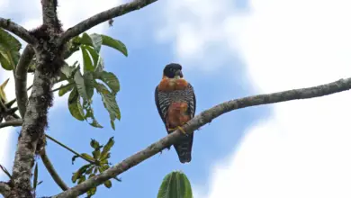 Orange-breasted Falcons