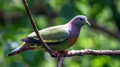 Orange-breasted Green Pigeon Perched On A Branch