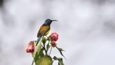 The Orange-breasted Sunbird Perched In A Thorn Of A Flower