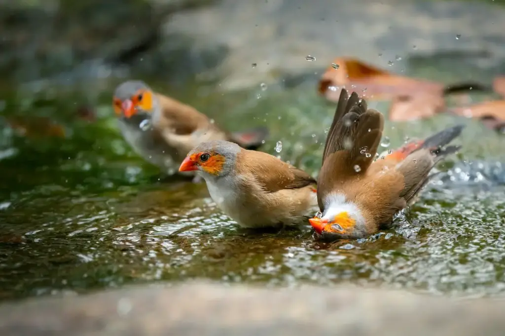The Three Orange-Cheeked Waxbills Playing In The Water