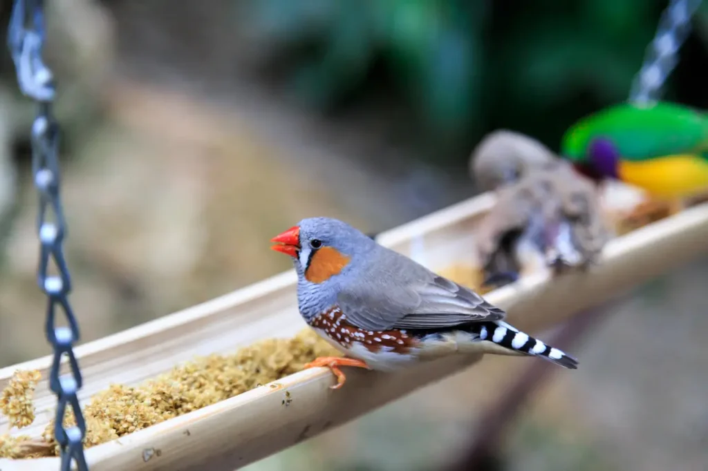 Orange-cheeked Waxbills Image 