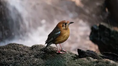 An Orange-headed Ground Thrush is Sitting on a Rock Alone Beside the River.