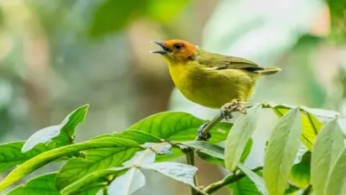 An Orange-headed Tanagers Perching On Green Leaf Tree.