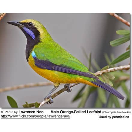 Male Orange-Bellied Leafbird (Chloropsis hardwickii)