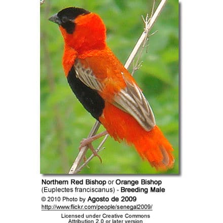 Northern Red Bishop or Orange Bishop (Euplectes franciscanus) - Breeding Male