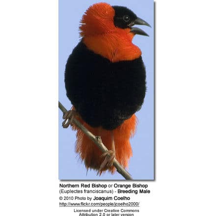 Northern Red Bishop or Orange Bishop (Euplectes franciscanus) - Breeding Male