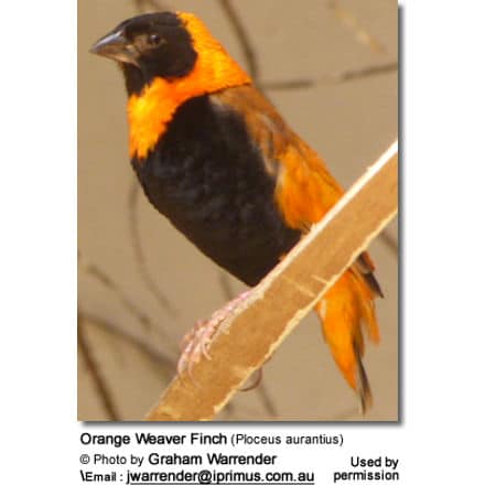 Orange Weaver Finch (Ploceus aurantius)