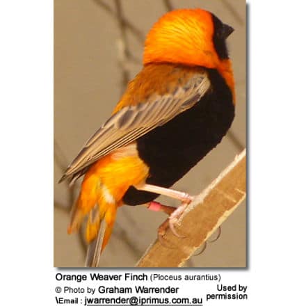 Orange Weaver Finch (Ploceus aurantius)