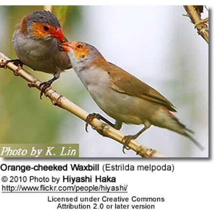 Orange-cheeked Waxbill (Estrilda melpoda)