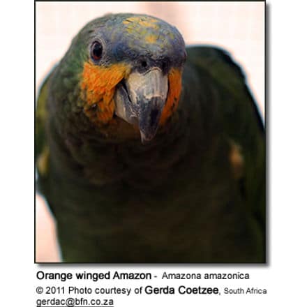 Orange winged Amazon - Amazona amazonica