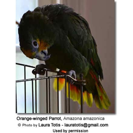 Orange-winged Parrot, Amazona amazonica