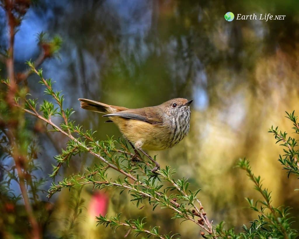 Order Passeriformes Checklist Tiny Brown thornbill (Acanthiza pusilla)