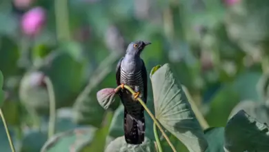 An Oriental Cuckoo Perched On A Lotus Lily Seed Head