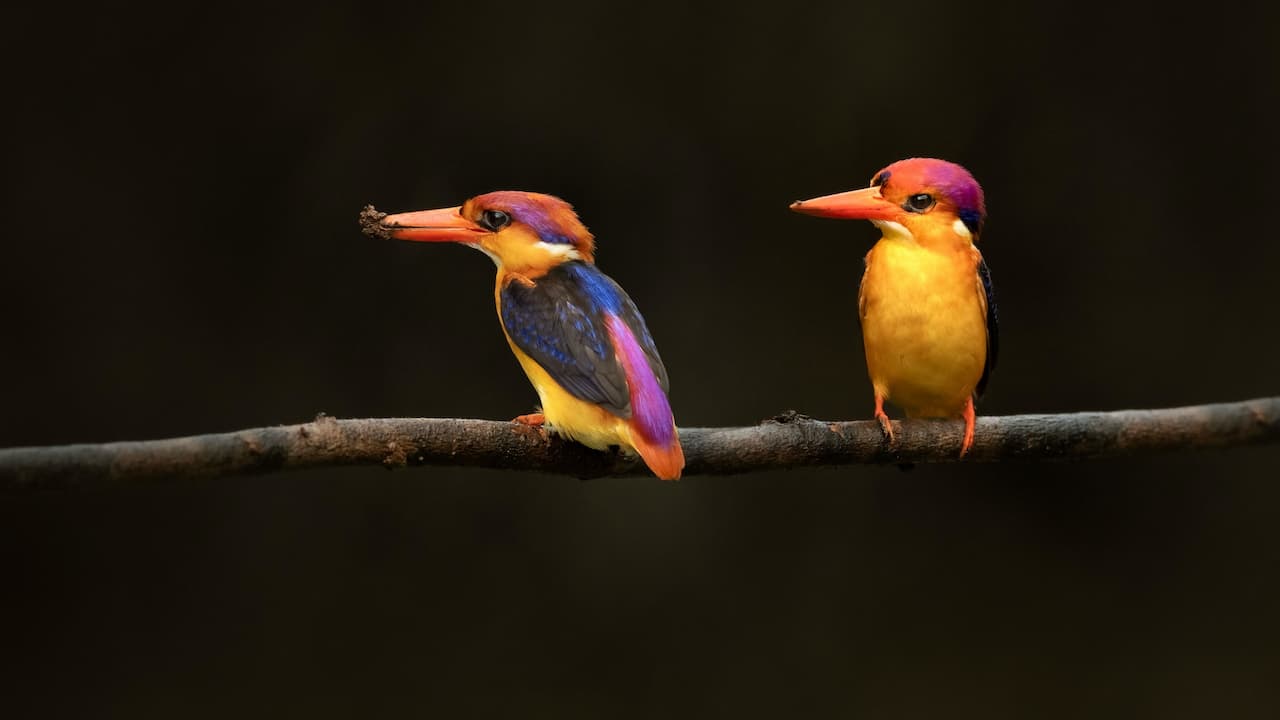 Two Oriental Dwarf Kingfisher In The Tree