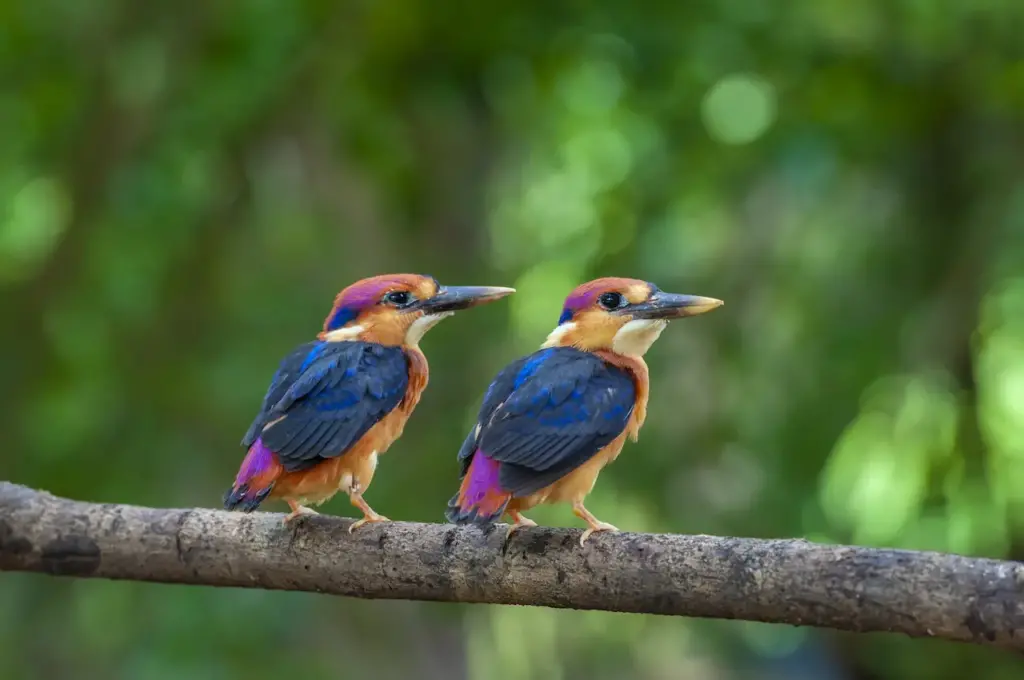 Pair of Oriental Dwarf Kingfishers Perched on Branch