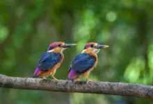 Pair of Oriental Dwarf Kingfishers Perched on Branch