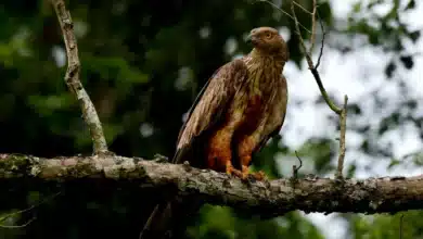 Oriental Honey Buzzards