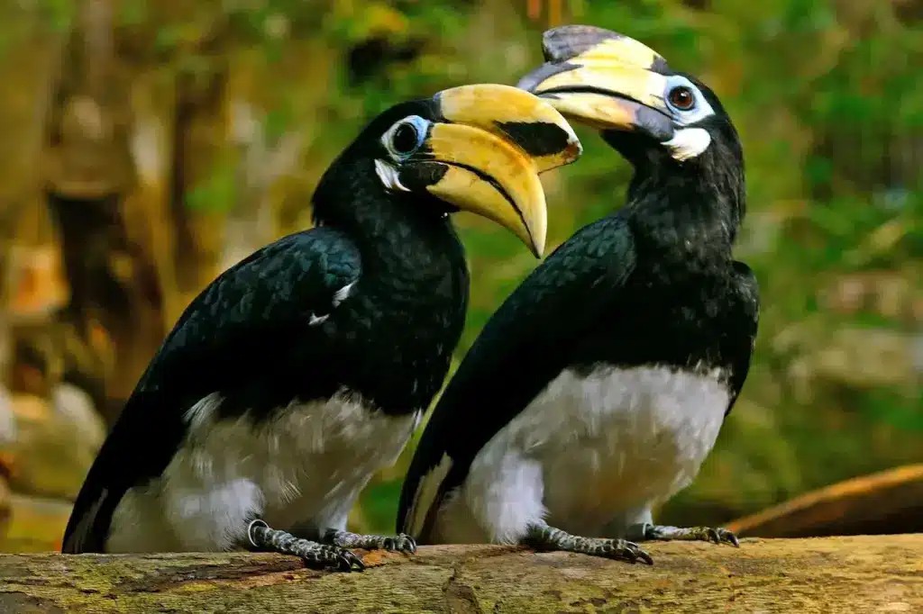Oriental Pied Hornbills in the Jungle