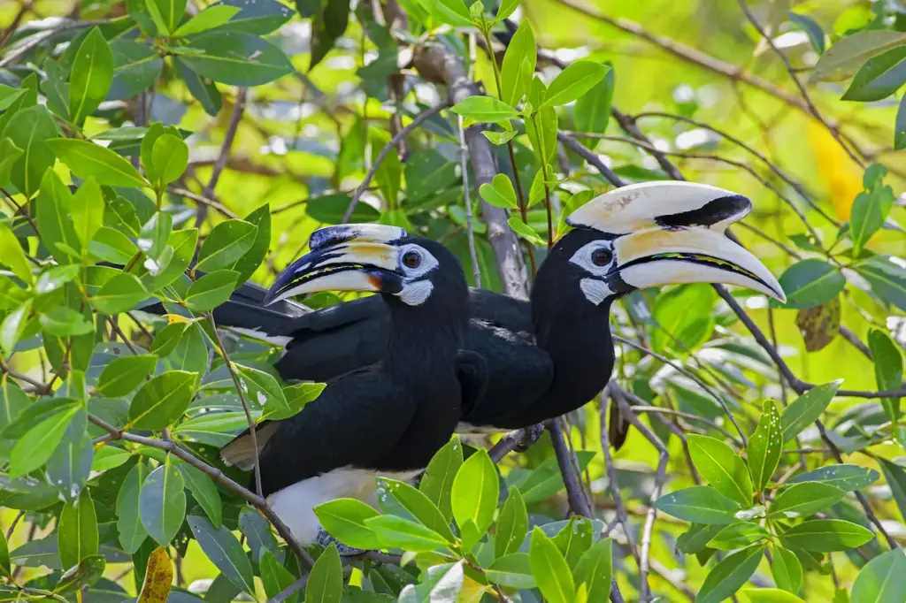 Two Oriental Pied Hornbills on a Tree