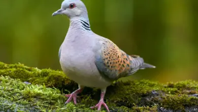 The Oriental Turtle Dove Searching For Food