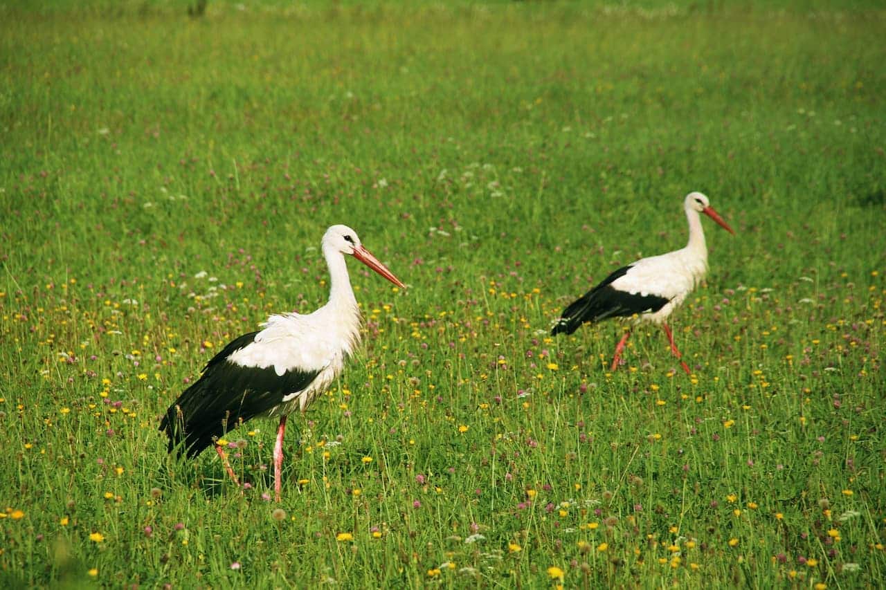 Then two Oriental White Storks standing in a field with green grass