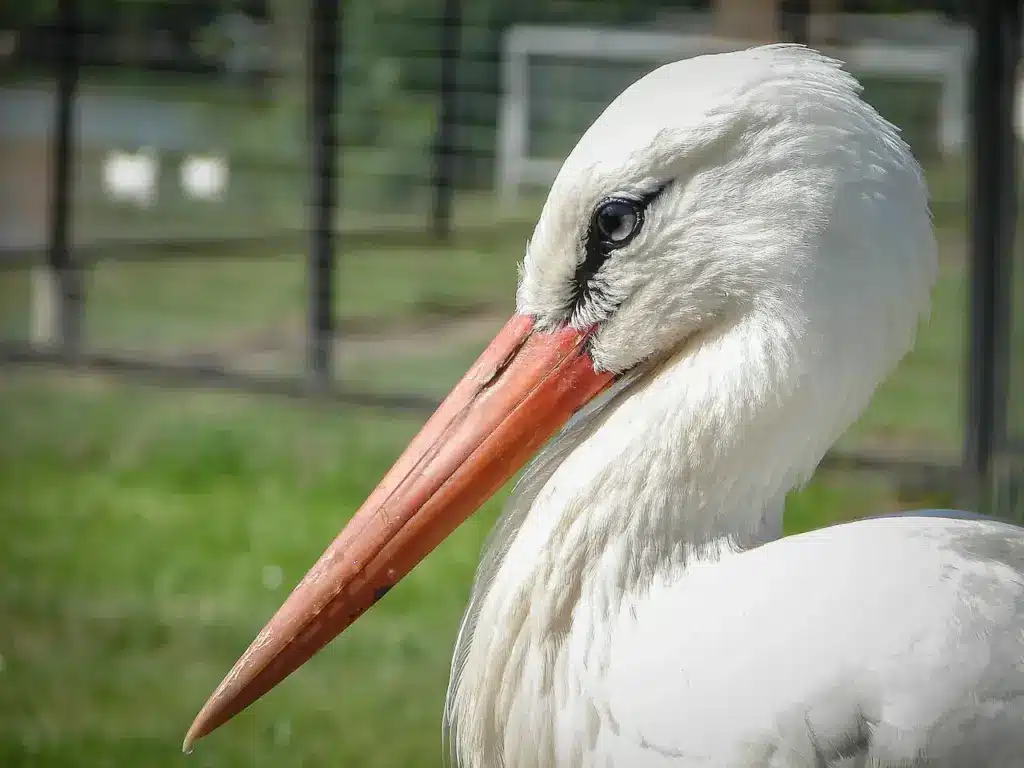 Oriental White Storks 