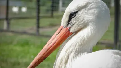 Oriental White Storks Close Up Image
