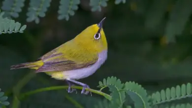 Oriental White-eyes Perched on Tree