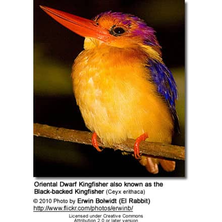 Oriental Dwarf Kingfisher or