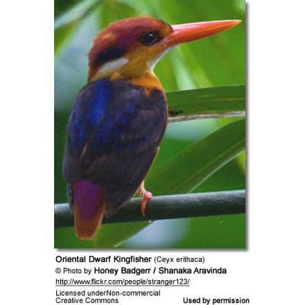Oriental Dwarf Kingfisher (Ceyx erithaca), Black-backed Kingfisher or Miniature Kingfisher