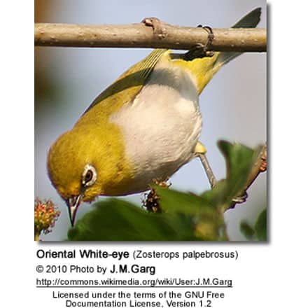 Oriental White-eye (Zosterops palpebrosus)