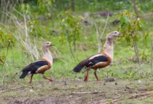 Orinoco Geese Walking in the Grass