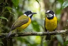 Oriole Whistlers (Pachycephala orioloides)