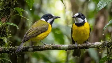 Oriole Whistlers (Pachycephala orioloides)