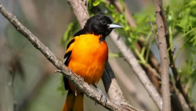 Orioles