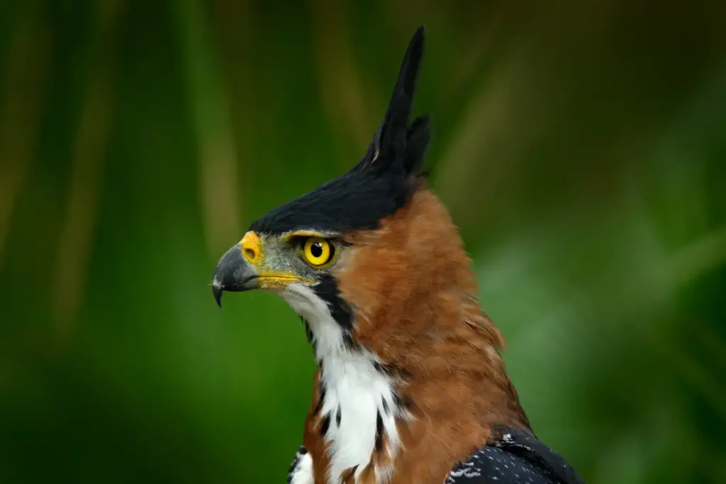 Close up of Ornate Hawk-eagles