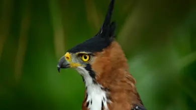 Close up of Ornate Hawk-eagles