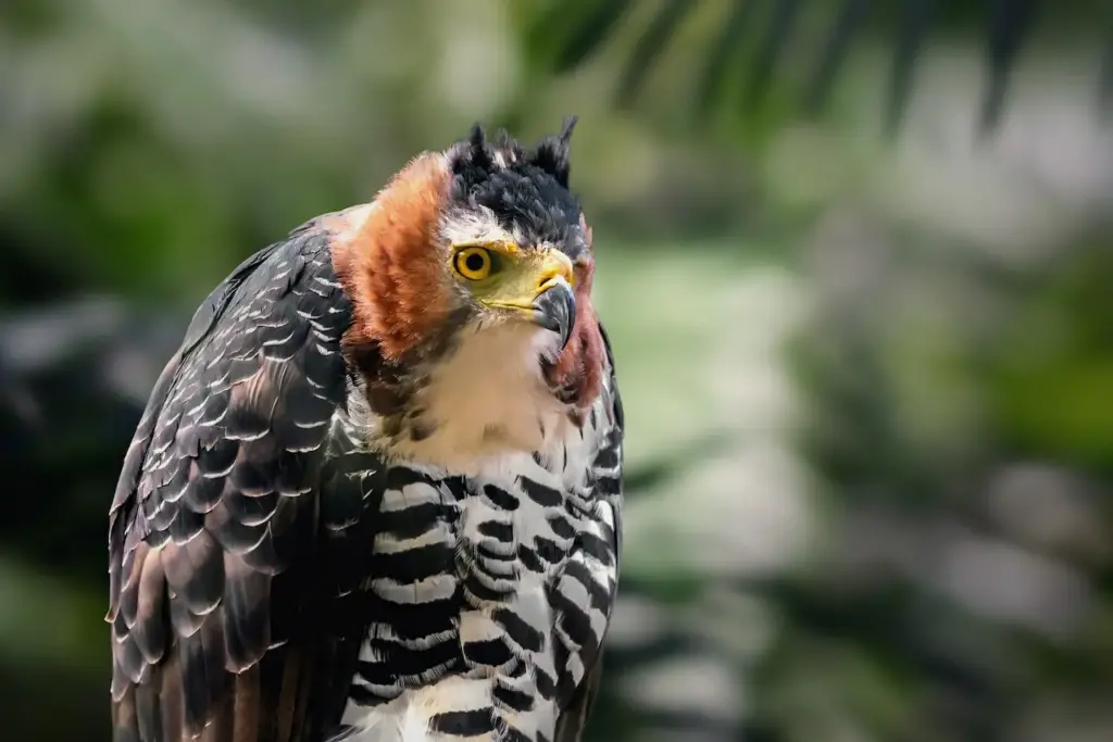 Ornate Hawk-eagles Image 