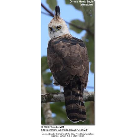 Ornate Hawk Eagle (immature)