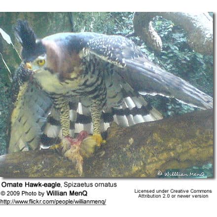 Ornate Hawk-eagle, Spizaetus ornatus