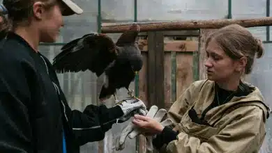 Ornithologist Helping Injured Bird