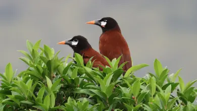 The Two Oropendolas Perched In The Tree