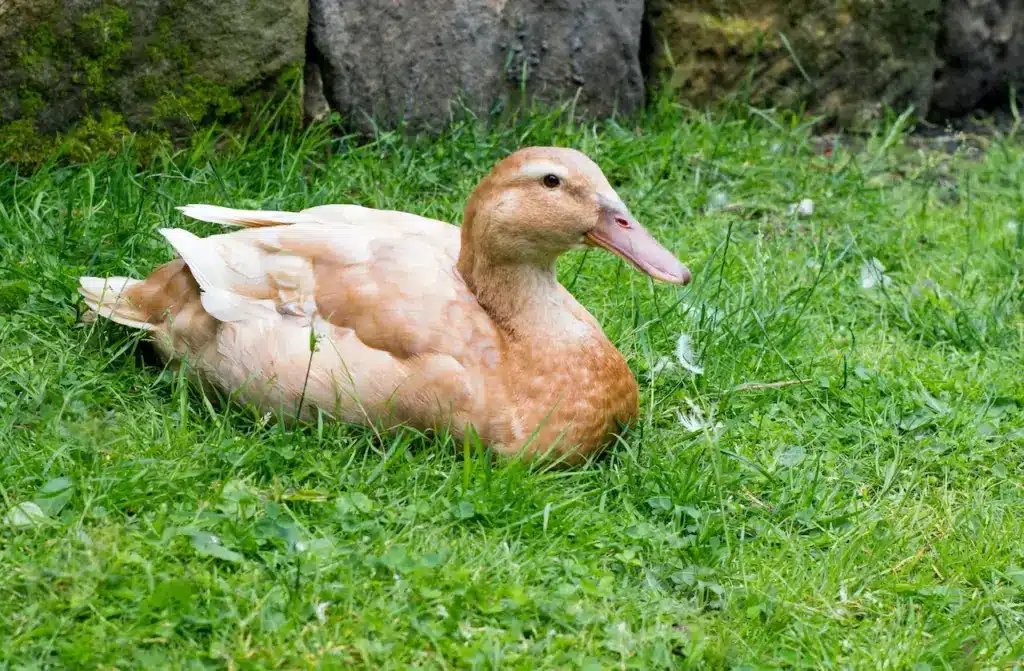 Orpington Ducks on a Grass