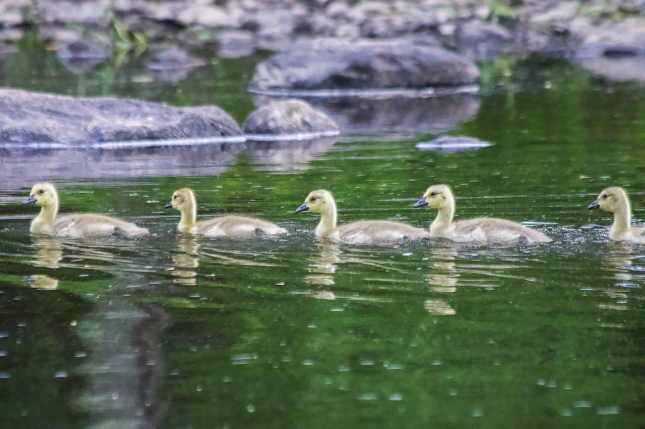 Four Baby Ducks swimming